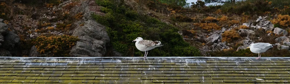 mer, oiseaux, panoramique
