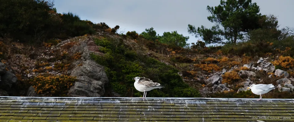 birds, panoramic