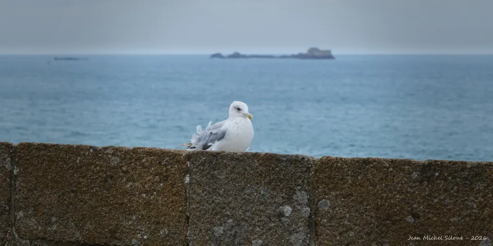Gull perched on a granite parapet, facing the grey sea and a rocky islet on the horizon.